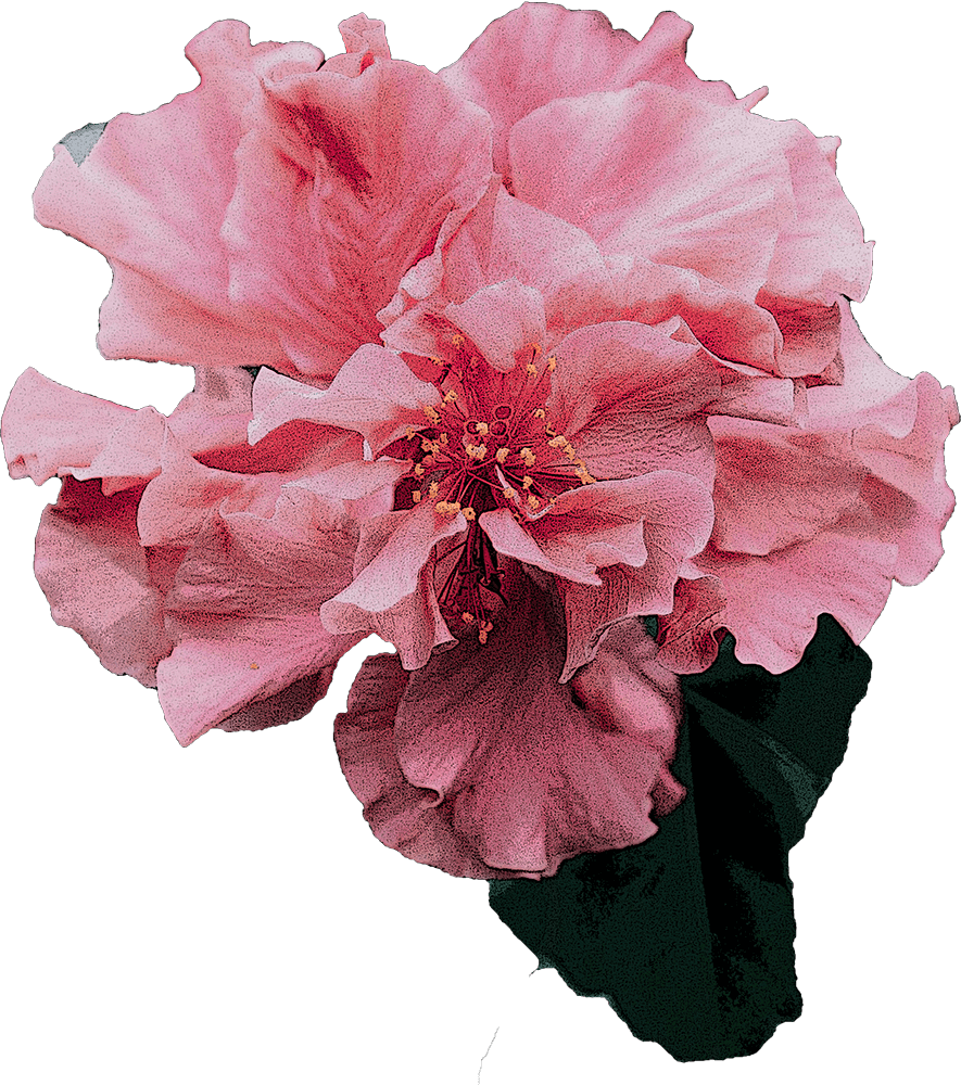 LoveDripp Logo Anniversary Flowers