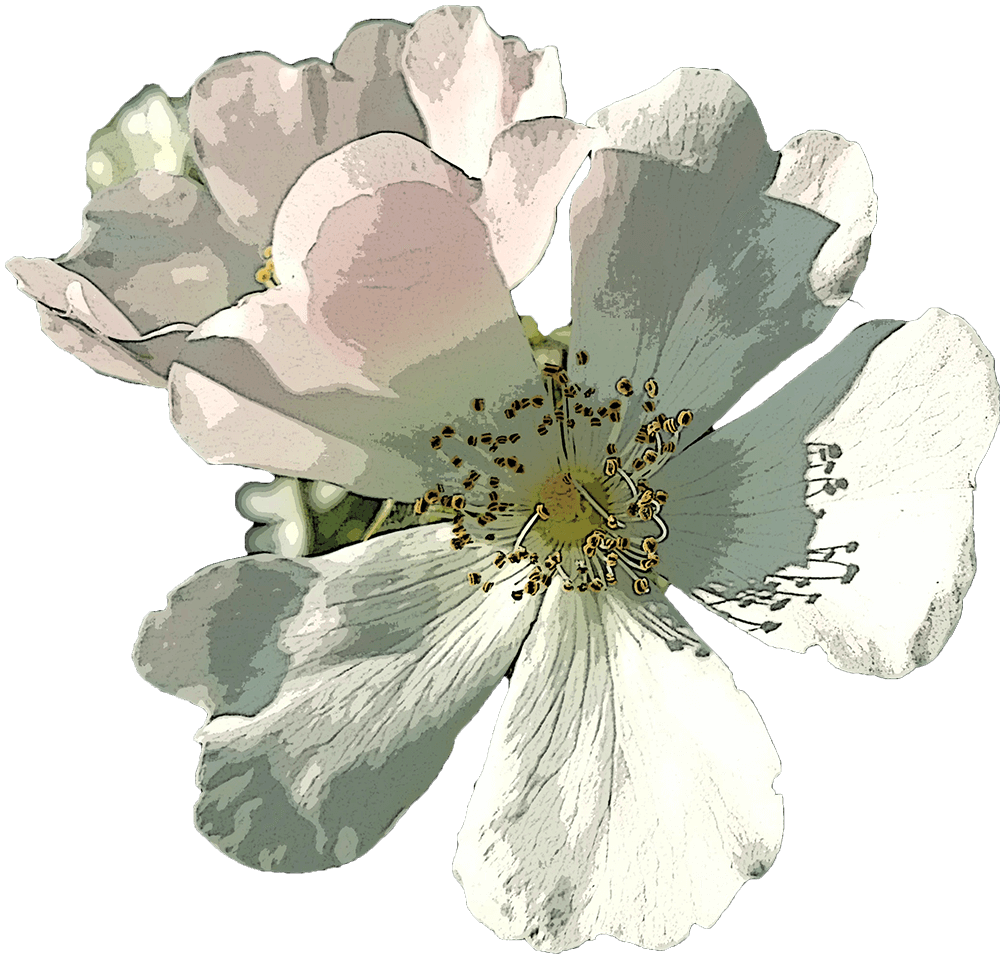 LoveDripp Logo Anniversary Flowers